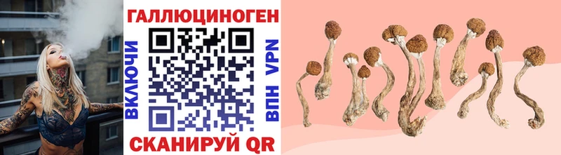 Псилоцибиновые грибы Cubensis  Бутурлиновка 